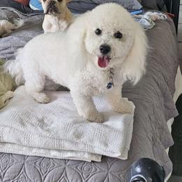 Memphis - Bichon Frise