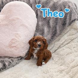 Cavapoo Puppies from H&H Cavapoos