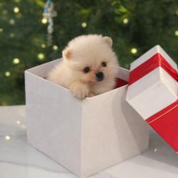 Pomeranian puppies from Los Angeles Teacup Yorkie
