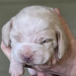 Bridle - Lemon and white female Beagle puppy in La Pine, Oregon from Happier with Dogs
