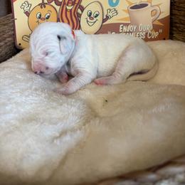 Waffles - White and black female Dalmatian puppy in Claremore, Oklahoma from Lotsofdots Dalmatians