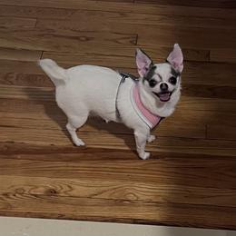 Salchicha - Chihuahua