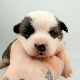 Brazeal - Brindle and white male Cardigan Welsh Corgi puppy in Bland, Missouri from Shadey Lane Corgis