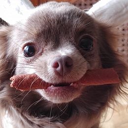 Chihuahua puppies from Snowy Mountains Chihuahua