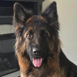 Boma - German Shepherd