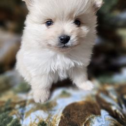 Pomeranian Puppies from Grand Poms