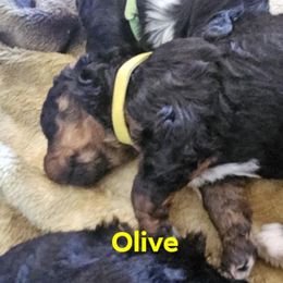 Bernedoodle Puppies from Joyful Pastures Homestead