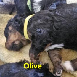 Bernedoodle Puppies from Joyful Pastures Homestead