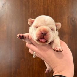 Cream boy - Cream male French Bulldog puppy in Nevis, Minnesota from Faithful Acres French Bulldogs