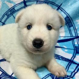 AKC- Opal - White female Siberian Husky puppy in Centreville, Maryland from Huskies By the Bay