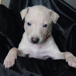 IVORY LOTUS - Cream male Italian Greyhound puppy in Lancaster, Texas from Lopez G Kennel
