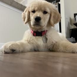 Golden Retriever Puppies from Dogwood Springs Golden Retrievers