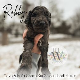 Robby - Merle Goldendoodle puppy in Soddy Daisy, Tennessee from The W Doods
