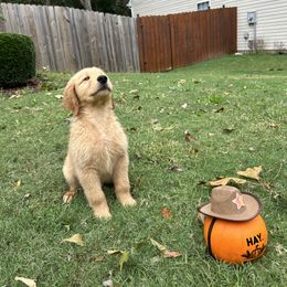 Golden Retriever Puppies from Upstate Revival Retrievers
