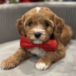 Cavapoo and Poodle Puppies from Fletcher fuzzy friends