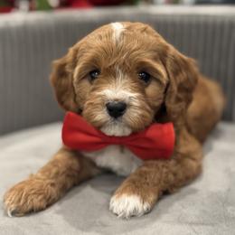 Cavapoo and Poodle Puppies from Fletcher fuzzy friends