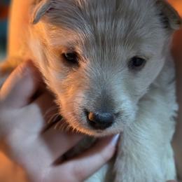 Pearl - Wheaten female Scottish Terrier puppy in Seymour, Missouri from Fairview's Precious Pups