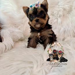 Maggi - Black and tan female Yorkshire Terrier puppy in Statesboro, Georgia from Harrington Yorkies