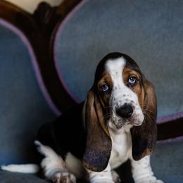 Yellow - Black brown and white male Basset Hound puppy in Knoxville, Tennessee from Well Hounded Bassets