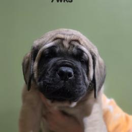 BOY 2 - Fawn male Mastiff puppy in Lake Villa, Illinois from Kharisma Mastiffs