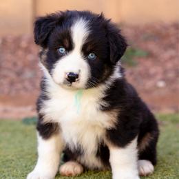 Aqua collar - Black & white female Australian Shepherd puppy in Buckeye, Arizona from Wranglin Farms