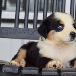 Australian Shepherd Puppies from Canyon South Aussies