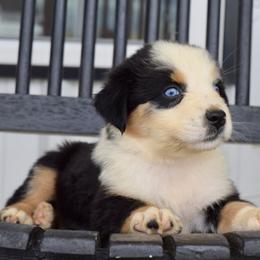Australian Shepherd Puppies from Canyon South Aussies