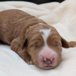 Yellow - Apricot male Goldendoodle puppy in Midland, North Carolina from Alger Farm, LLC