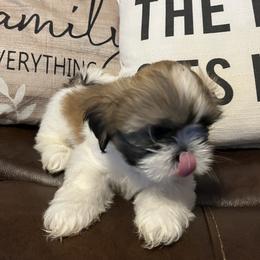 Bandit - Sable and white male Shih Tzu puppy in Louisville, Kentucky from Brenda's Shih Tzus