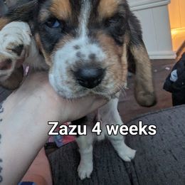 Zazu - Black brown and white Basset Hound puppy in Cardington, Ohio from Buckeye Bassets 419