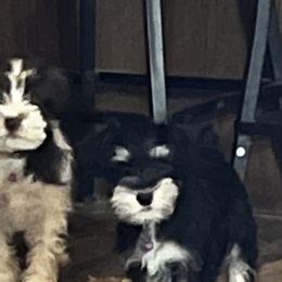 Miniature Schnauzers from The Way Dog Breeding