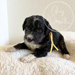 Yellow - Tri-color female Bernedoodle puppy in Rockwall, Texas from Glory Doodles