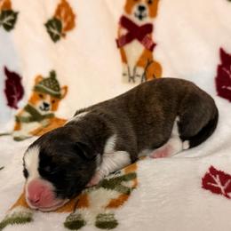 Sparkler - Brindle and white female Cardigan Welsh Corgi puppy in Mishawaka, Indiana from Squires Corgi Cottage