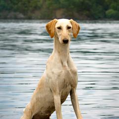 Salukis and Whippets from Falconeer Kennels