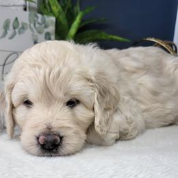 Aussiedoodles, Bernedoodles, Goldendoodles, and Sheepadoodles from Johnson's Doodles