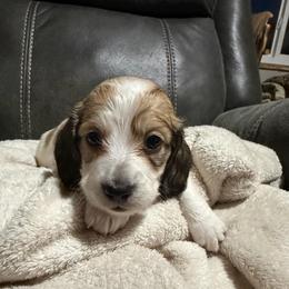 Female-Red - Piebald female Dachshund puppy in Greenfield, Indiana from Thompson's Prairie Pride