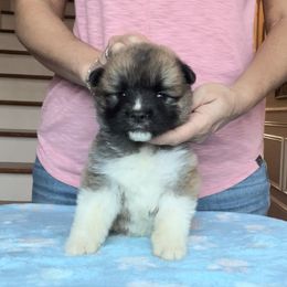 Boy 6 - Akita puppy in Coopersburg, Pennsylvania from Main Street Akitas