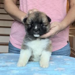 Boy 6 - Akita puppy in Coopersburg, Pennsylvania from Main Street Akitas