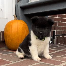Boy 5 - Akita puppy in Coopersburg, Pennsylvania from Main Street Akitas