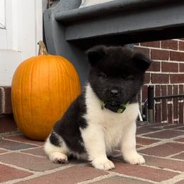 Boy 5 - Akita puppy in Coopersburg, Pennsylvania from Main Street Akitas