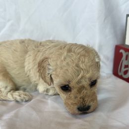 Lilly - Cream female Poodle puppy in Mountain Grove, Missouri from Davisfurbabies