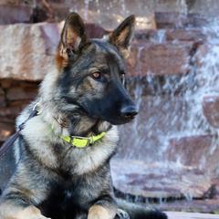 German Shepherds from Desert Canyon German Shepherds