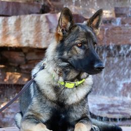 German Shepherds from Desert Canyon German Shepherds