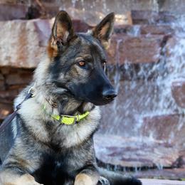 German Shepherds from Desert Canyon German Shepherds