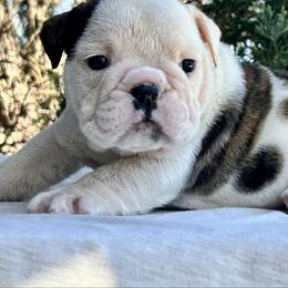 Cody - Brindle male Bulldog puppy in Ranger, Texas from Select Bulldogs