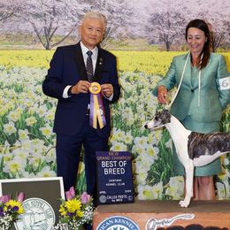 Whippets from Luminary Whippets