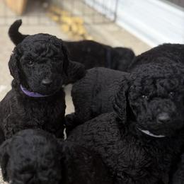 Poodle puppies from Targa Poodles