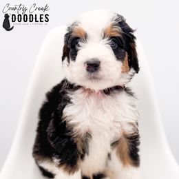 Kohl - Tri-color male Bernedoodle puppy in Tipton, Indiana from Country Creek Doodles