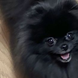 Ariana - Pomeranian