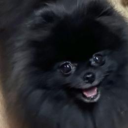 Ariana - Pomeranian